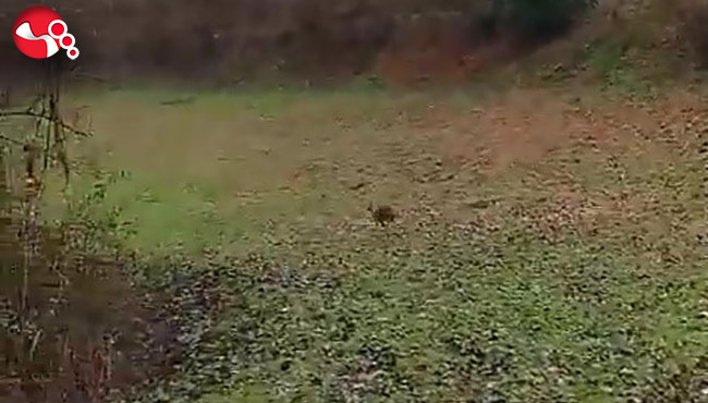 Otomobil çarpmıştı… Tedavisi tamamlandı…