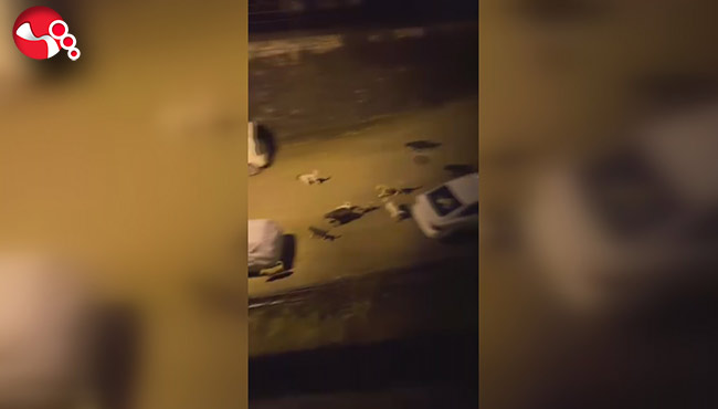 Mahallelinin kâbusu oldular…