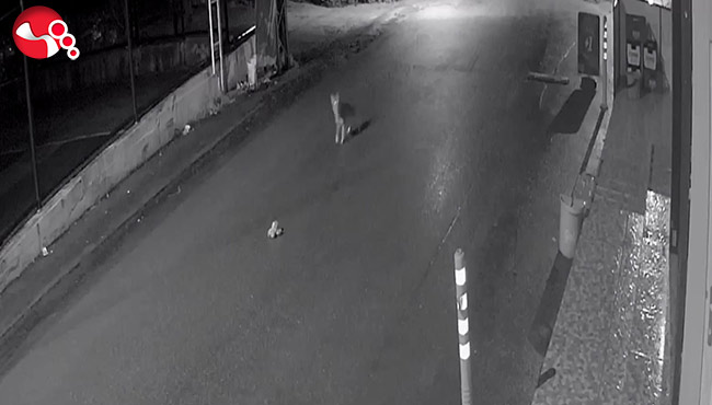 Aç kalan çakal, avladığı kediyle kameraya yakalandı