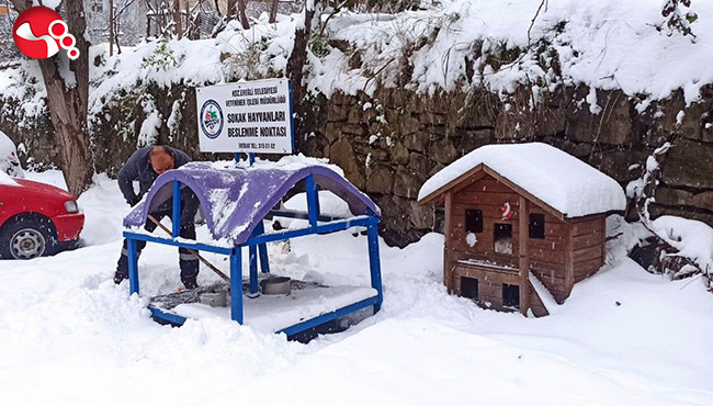 Belediye sokak hayvanlarını unutmadı…