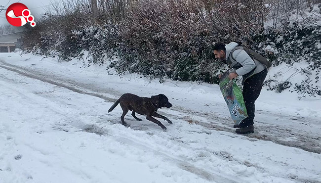 HAYDİ ekibinden sokak hayvanlarına mama desteği