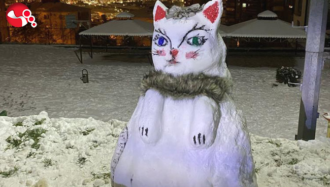 Dev kedi büyük ilgi gördü…