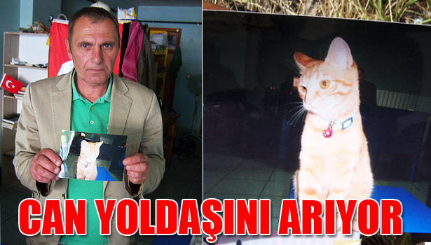 KAYBOLAN KEDİSİNİ ARIYOR
