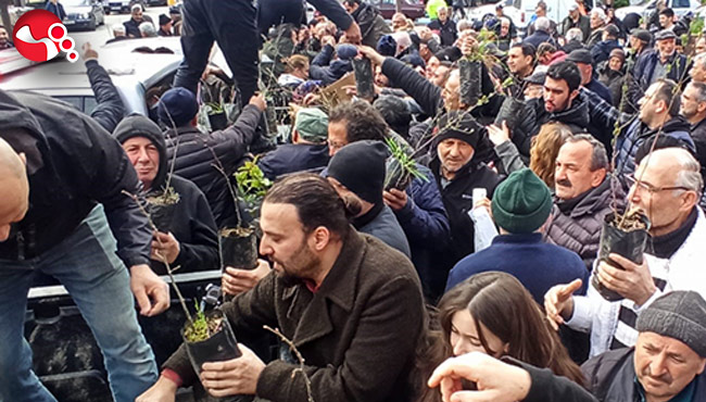 Devrek'te fidan dağıtımı....