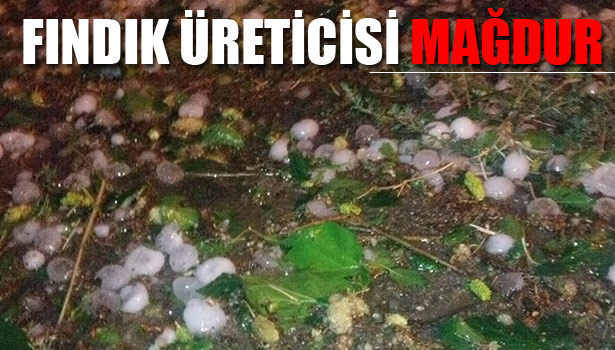 DÜZCE'DE DOLU YAĞIŞI FINDIK ALANLARINA ZARAR VERDİ