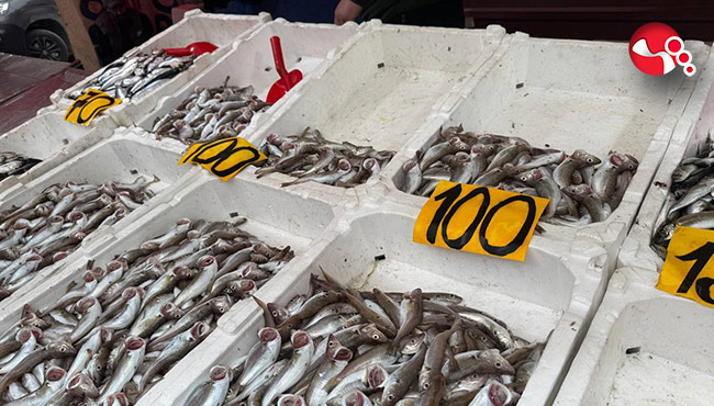 Duyan balıkçıya koştu