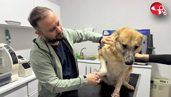 Bu hastalık köpeklerde kalıcı etki bırakıyor….