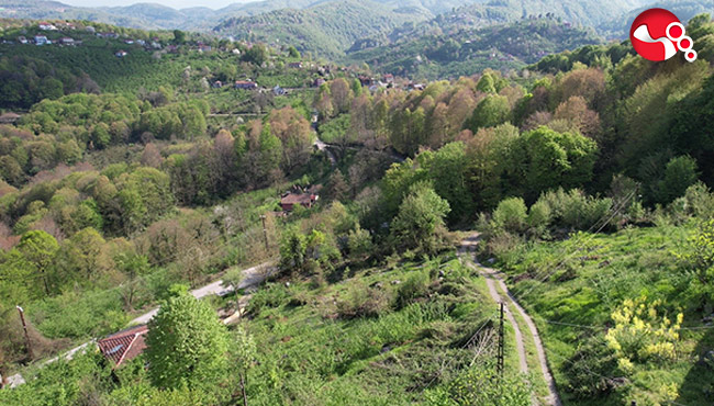 Ormanların bahar güzelliği!...