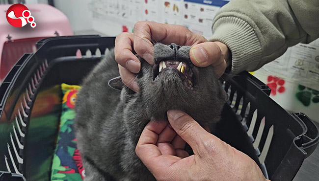 Kediye altın diş!...