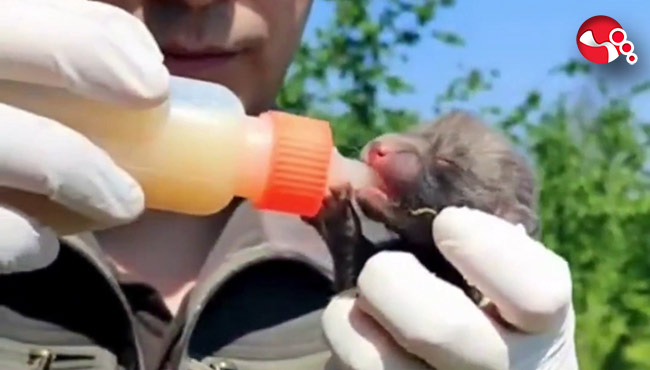 9 yavru tilki doğaya salındı