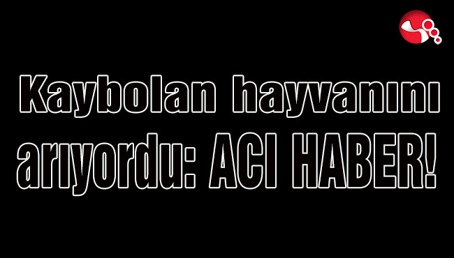 Kaybolan hayvanını arıyordu: Acı haber!