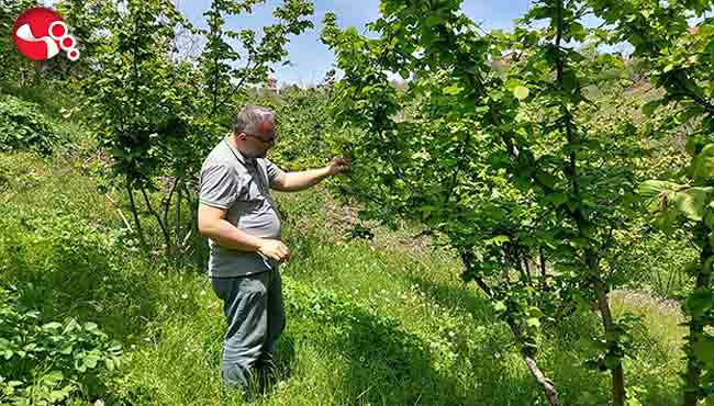 Zirai don ve hastalıklarla mücadele!...