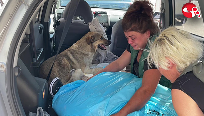 Yaralı sokak köpeğini gözyaşlarıyla sahiplendi