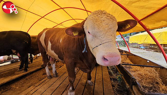 Pazarın yıldızı ‘Yıldız' oldu