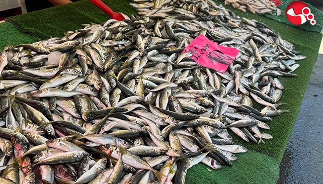 Tezgahlarda balık bereketi