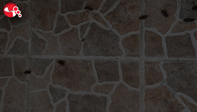 Böcekler istila etti....