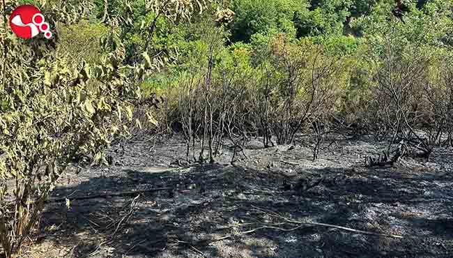 Tarla temizliğinde yangın!