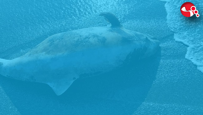 Sahilde yürüyenler şaşkına döndü