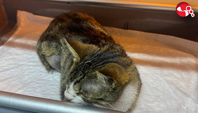 Kedinin mesanesinden 2 santimlik taş çıkarıldı