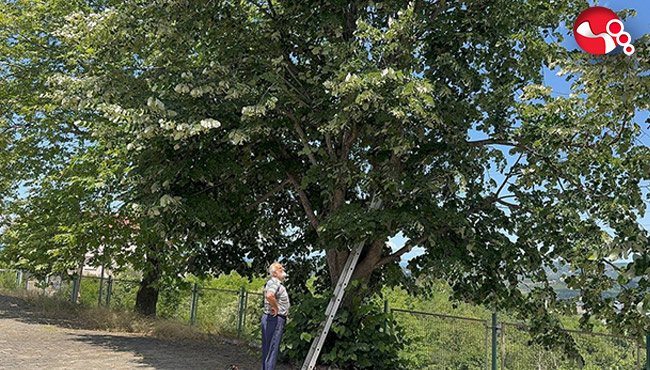 Ihlamur ağaçlarında hasat dönemi