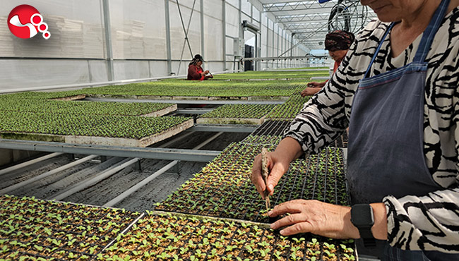 Sera Organize Tarım Bölgesi üretime başladı