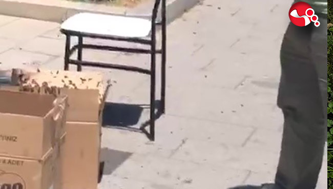 Arılar tedirgin etti