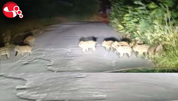 Yavru domuzlar görüntülendi