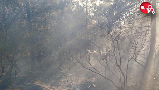 Karaçam ormanı zarar gördü