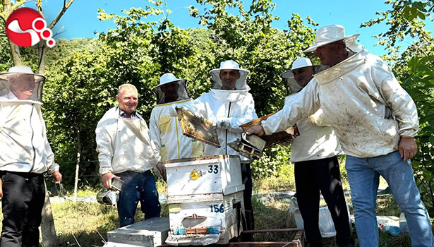 Kestane balı hasadı...