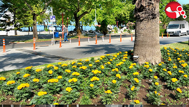 Kdz.Ereğli çiçeklendi....