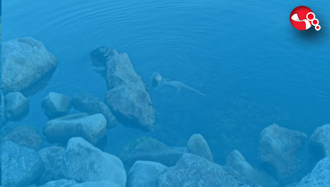 Su samuru görüntülendi....