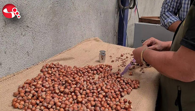 Fındık hasat tarihleri belli oldu