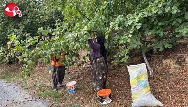 Hasat yapmaya başladılar