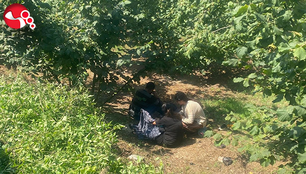 Fındık işçilerini taşıyan traktör devrildi: Çok sayıda yaralı var!