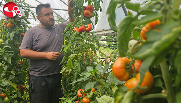 BABA MESLEĞİNİ BIRAKIP TARLAYA KOŞTU!....
