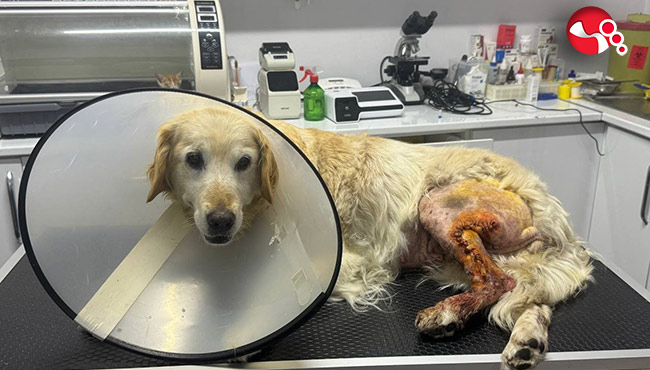 Şila sağlığına kavuştu