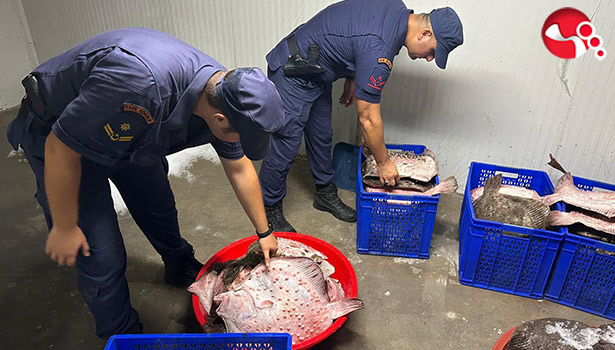 Kaçak kalkan avcılığına operasyon!...