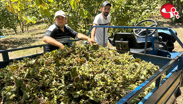Fındık hasadı başladı, tırpan ücretleri rekor kırdı