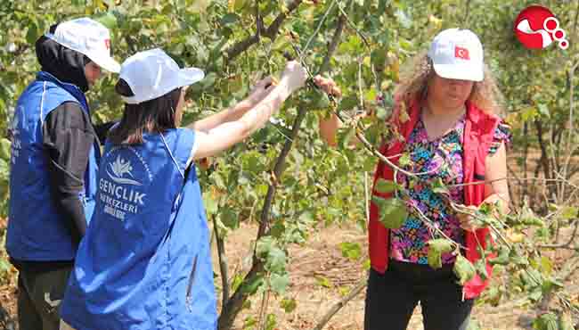 Fındık tarlası antrenman sahası oldu