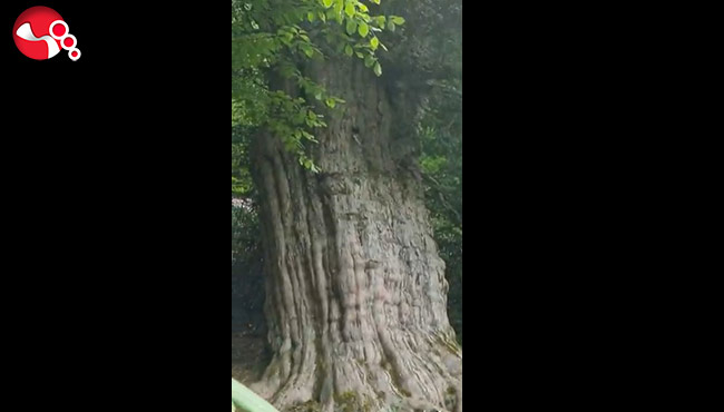 DKMP, Gümeli’deki Türkiye'nin en yaşlı ağacını paylaştı…