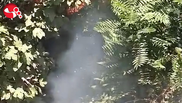 Büyümeden söndürüldü