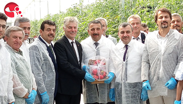 Sera OSB'de ilk domates hasatı gerçekleştirildi...