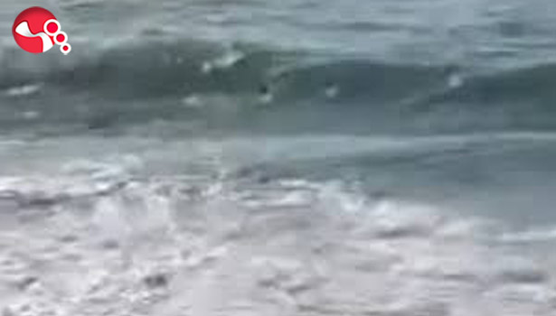 Denize girmek yasaklandı!....