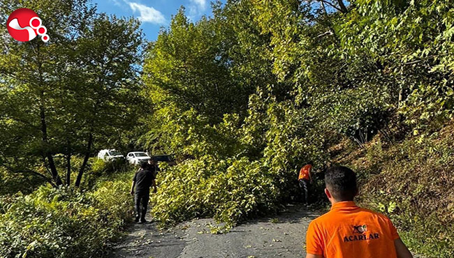 Yola devrilen ağacı vatandaşlar kaldırdı