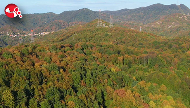 Ormanların sonbahar güzelliği!...