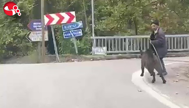 Üzerine koşan domuzdan son anda böyle kurtuldu