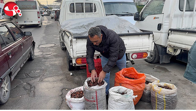 Kuraklık ve gal arısı istilası ünlü kuzu kestanesini de vurdu
