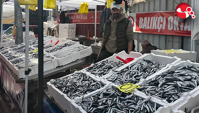 Hamsi bolluğu!.....