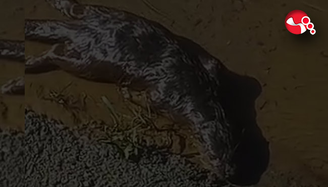 Dere ytatagında görüntülendi.....