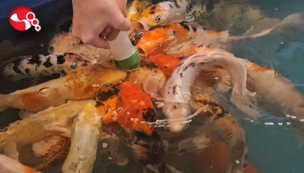 Hem eğlendiler hem de biberonla balık beslediler